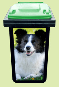 Products: Collie dog