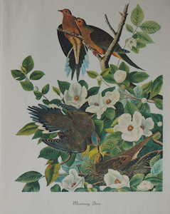 Artworks For Sale: Mouning Dove