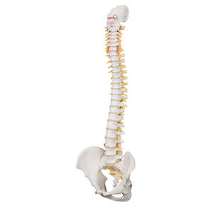 3B SCIENTIFIC 5 PIECE VERTEBRAE WITH SACRUM MODEL