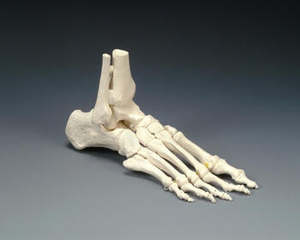 MODEL LIMB ELASTIC FOOT MODEL
