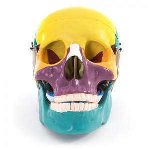 Anatomical Models: 66FIT LIFE SIZE HUMAN SKULL - COLOURED BONES