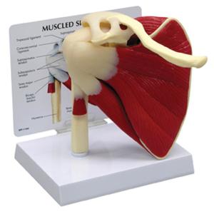 MODEL MUSCLED SHOULDER