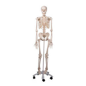 Anatomical Models: MODEL MR PLAIN SKELETON
