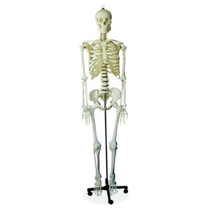 HUMAN SKELETON - 170CM TALL