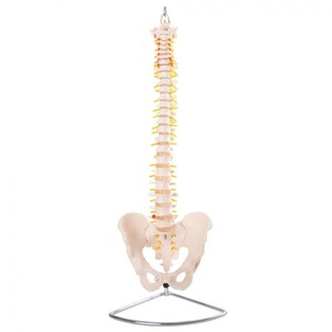 66FIT VERTEBRAL COLUMN WITH PELVIS (SPINE)