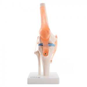 66FIT HUMAN KNEE JOINT