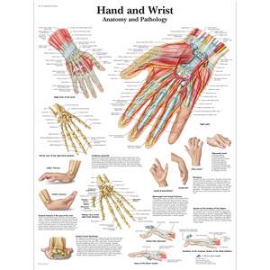 CHART HAND AND WRIST