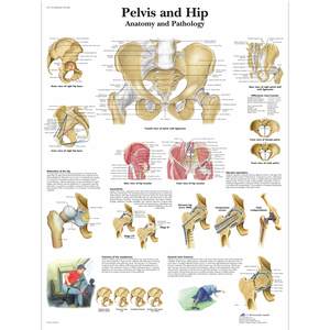 CHART PELVIS AND HIP - ANATOMY & PATHOLOGY