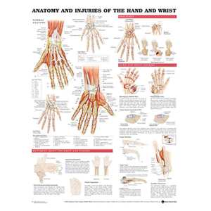 CHART ANATOMY & INJURIES OF THE HAND & WRIST