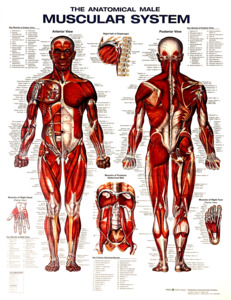 Charts: CHART MUSCULAR SYSTEM
