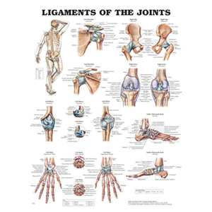 STOCK ITEM-DEFAULT-UNCLASSIFIED: CHART LIGAMENTS OF THE JOINTS