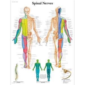 CHART THE SPINAL NERVES