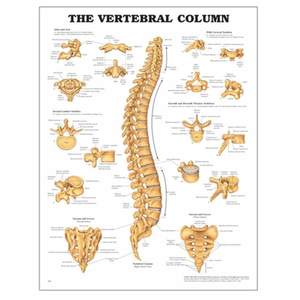 CHART THE VERTEBRAL COLUMN
