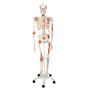 3B SCIENTIFIC HUMAN SKELETON MODEL SAM WITH MUSCLES & LIGAMENTS