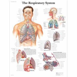 CHART THE RESPIRATORY SYSTEM