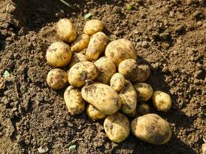 Streamside Organic Potatoes - Rocket NEW SEASON (small perfect for boiling/salad)
