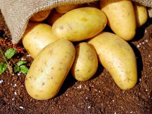 So Sweet Organic Potatoes - Agria WASHED PREMIUM