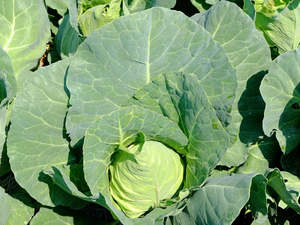 Palmy Organic Pointed Cabbage - SML/MED