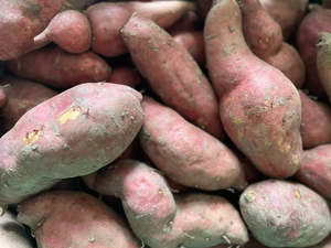 Vegetables Only: Dargaville NZ Organic Kumara - Beauregard Orange