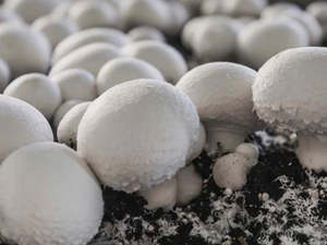 Sharing Last Weeks Good Kai: SHARING Spray-Free Mushrooms - White Button 330 g