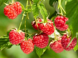 Fruit Only: NZ Organic Raspberries - 125g Punnet *Chilled Truck Only