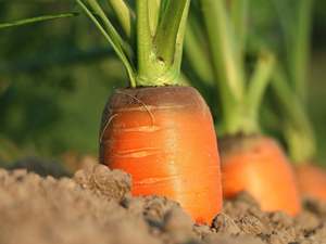 True Earth Organic Carrots - NEW SEASON
