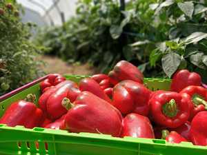 NZ Spray-Free Capsicum - Red MEDIUM