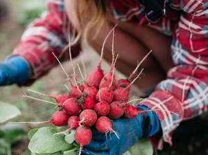 Vegetables Only: Streamside Organic Radishes - Bunch