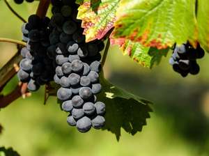 Fruit Only: Gisborne Organic Grapes - Black