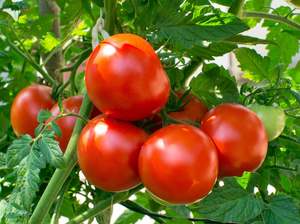 Sharing Last Weeks Good Kai: SHARING Masterton Organic Round Tomatoes 1 kg