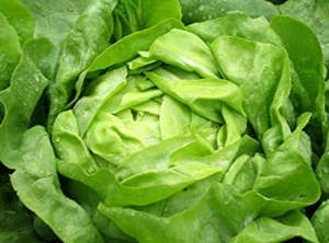 Sharing Last Weeks Good Kai: SHARING Live2Give Farm Organic Lettuce - Buttercrunch