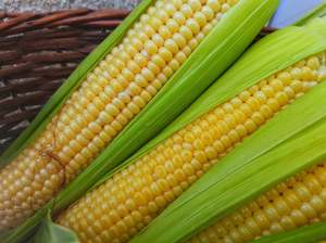 SHARING Auckland Organic Sweetcorn - Each