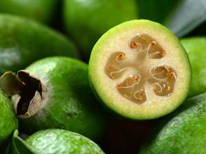 Cambridge Spray Free Feijoas LARGE