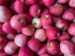 Fruit Only: Hastings Organic Apples - Gala TREE RIPENED