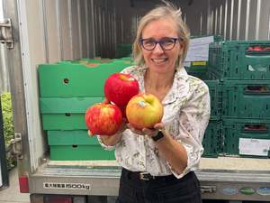 Fruit Only: Hawke's Bay Organic Apples - Honey Crisp JUMBO