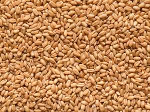 NZ Organic Wheat SECONDS - Stock Feed Grade