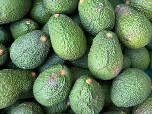 Manawatu Organic Hass Avocado - LARGE