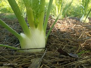 Live2Give Farm Organic Fennel with fronds - each