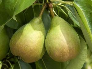 Fruit Only: Nelson Organic Pears - Comice READY TO EAT/RIPE