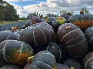 Vegetables Only: Live2Give Farm Organic Pumpkin - Green Buttercup