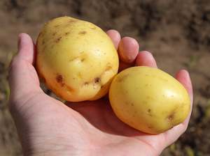 Untamed Earth Organic Potatoes - Agria WASHED