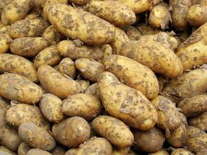 Grocery: Hastings Organic Potatoes - Agria BRUSHED