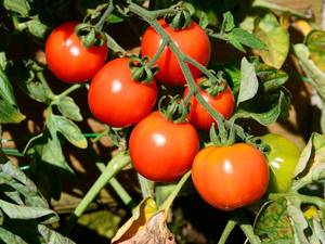 Fruit Veg: Spray Free Truss Tomatoes (not organic)