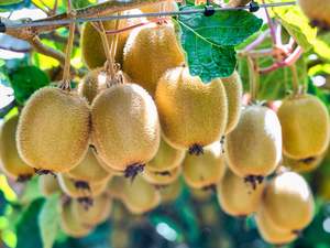 Fruit Veg: Local Spray Free (not organic) Kiwifruit - Green MEDIUM