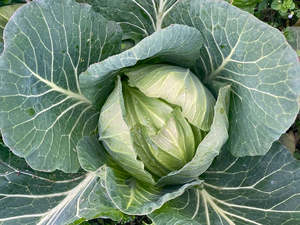 Fruit Veg: Live2Give Farm Organic Cabbage -Green