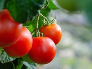 Fruit Veg: NZ Spray Free (not organic) Truss Tomatoes