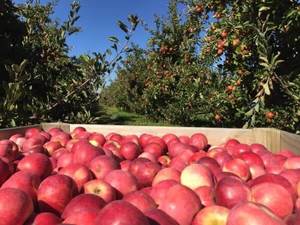 Fruit Veg: NZ Organic Apples - NZ Rose