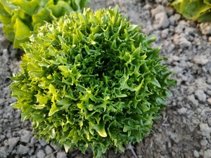 Fruit Veg: SHARING - Last week's Live2Give Farm Organic Lettuce - Exanimo