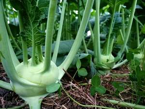 Fruit Veg: Streamside Organic Kohlrabi - Each