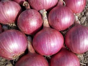 Fruit Veg: USA Organic Onions - Red LARGE